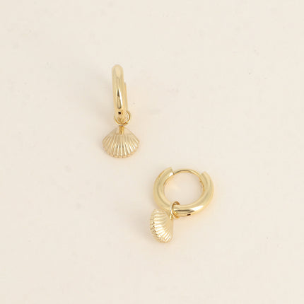 Créoles - petit coquillage